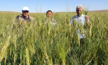 Ata tohumu ile ekim yaptı, boyu insan boyunu geçti! 1 dekardan 1 ton ürün alacak...