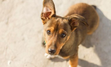 Sokak köpeklerinin enjeksiyonla öldürülmesini içeren yasa teklifi yürek sızlattı: ‘Katliama hayır’