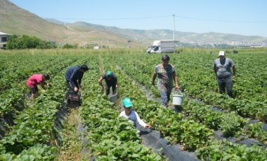 İlk hasattan 1,5 milyon TL kazandı