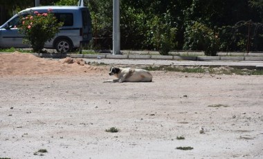 Karantinaya neden olan köpeğin testi negatif çıktı