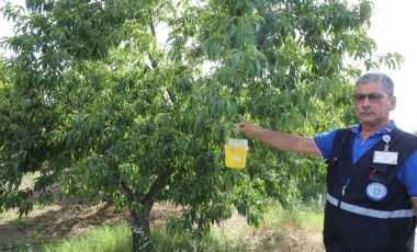 Muğla'da Akdeniz Meyve sineği sorunu çözüldü