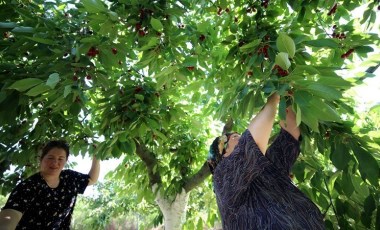 Kırklareli'nde hasat gecikti: Verim ve kalite kayıpları yaşandı...