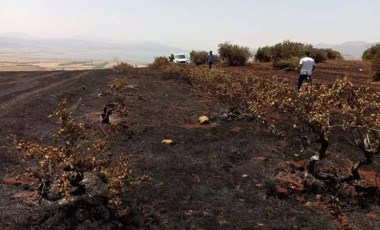 Gaziantep'te anız yangını: Zeytin ve üzüm bağları zarar gördü