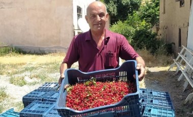 Hisarcık’ta hasat devam ediyor: Kilosu 18 TL’den alınmaya başlandı...