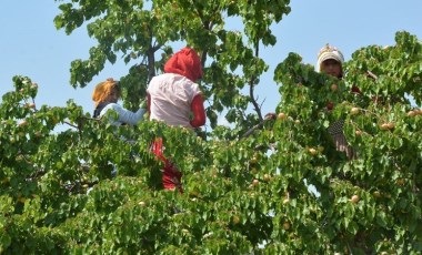 Malatya’da hasat resmen başladı: 100 bin ton ihracatla 750 milyon dolar gelir bekleniyor