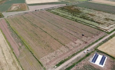 Aksaray'ın tarlalarında yetişiyor, Almanya ve Rusya'da antibiyotik oluyor! Rekolte çok yüksek...