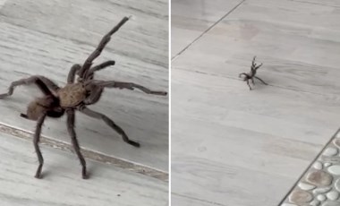 Şırnak’ta zeytuni Orta Doğu tarantulası görüldü: 'Saldırgan bir tür'