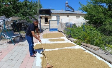 Tunceli'nin köyünden çıkıp dünyaya ihraç ediliyor: Yüzde 70'i dalında kuruyor...