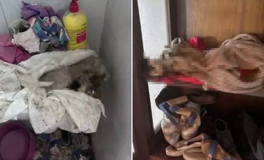 Mahkeme kararıyla tahliye ettirdi: Evinden onlarca kedi ölüsü çıktı!