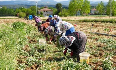 Dünyaca ünlü lezzette hasat başladı: Yüzde 30 verim kaybı bekleniyor...