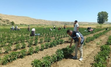 Elazığ’da 40 dekarlık alanda hasat başladı