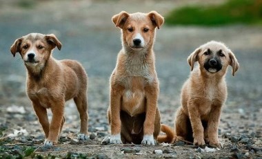 Sokak hayvanlarıyla ilgili yasa teklifinde 'uyutma/öldürme'ye formül: Hastalıklı ve saldırgan köpeğe ötenazi