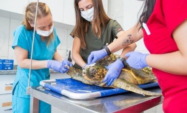 İzmir Körfezi’ndeki yaralı caretta caretta kurtarıldı