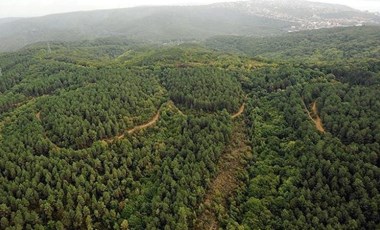 Valilik duyurdu: Mardin'de ormanlara girişler yasaklandı