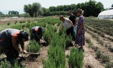 Düzce'de tıbbi aromatik üretilecek! 121 dönüm arazide yetişecek...