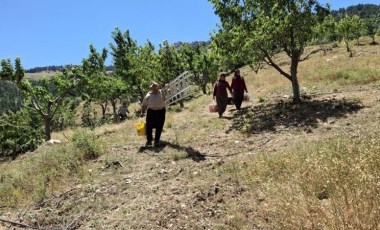 Toros Dağları'nda hasat 1 ay erken tamamlandı