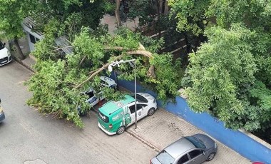 Siirt’te kuvvetli rüzgar: Ağaçlar park halindeki araçların üzerine devrildi