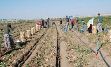 Niğde'de üretim geçen yıla oranla yüzde 200 arttı