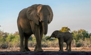 Güney Afrika'da safari faciası: Fotoğraf çekmek isteyen turist fil saldırısında ezildi