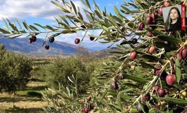 Zeytinlik sahalarını madencilik faaliyetine açan tartışmalı yönetmelik iptal edildi