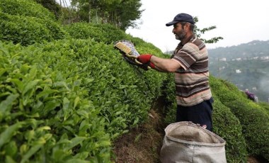 ÇAYKUR'dan yaş çay alımı açıklaması