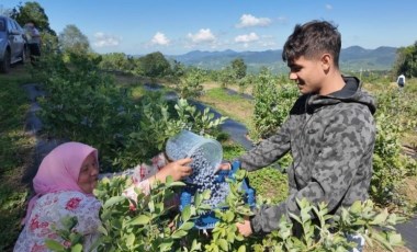 Ordu'da 42 üretici tarafından yetiştiriliyor: Kilosu 350 liradan alıcı buluyor...