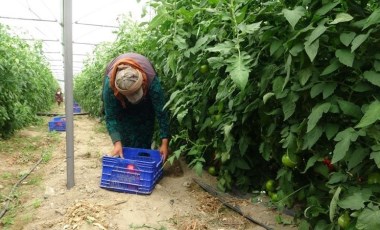 Isparta'da yayla şartlarında hasat başladı: 15 bin ton rekolte bekleniyor...