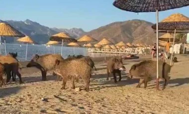 Marmaris'te sahile domuzlar indi