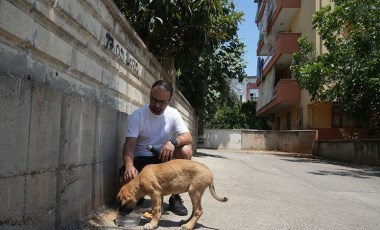 Sokak köpeğine şiddete şahit oldu, üzerine kayıtlı olmadığı için şikayetçi olamadı