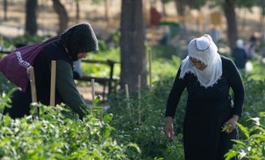 İzmir Büyükşehir’in mahalle bostanında hasat zamanı