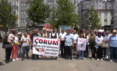 Çorum'da hayvanseverler, sokak hayvanlarıyla ilgili kanun teklifini protesto etti: 'Bu kan kokan yasa teklifi geri çevrilmelidir'