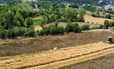 Kastamonu'da hasat başladı: Kar suyu ile beslendi! Buğdayın atası...