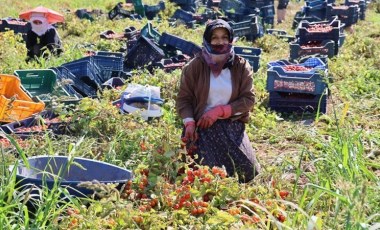 Salçalık üzdü, sofralık sevindirdi: Fiyatı 5 TL'ye düştü...