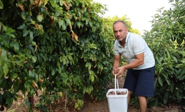 İşini bıraktı tropikal meyve üreticisi oldu! Günlük 150 kilo hasat yapıyor, siparişlere yetişemiyor