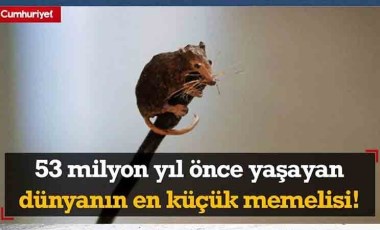 İşte 53 milyon yıl önce yaşayan dünyanın en eski ve en küçük memeli hayvanı!