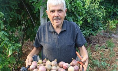 Her gün kasa kasa hasat yapıyor! Tropikal 'aşk meyvesi' üreticisini sevindirdi: Kilosu 100 TL