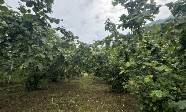 Karadeniz hasat için gün sayıyor: 'Verim geçen seneye oranla daha güzel'