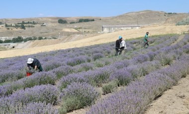 Yozgat'ta hasat başladı: Litresi 2 bin TL...