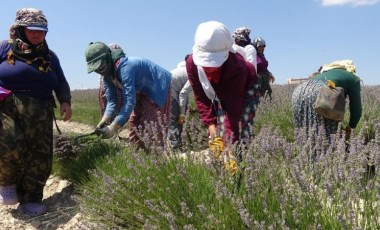 Burdur'da hasat başladı: Litresi 750 TL'den satılıyor