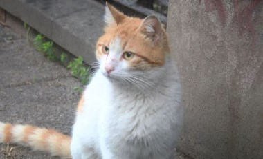 İstanbul'da kediyi dördüncü kattan atan sanığa hapis istemi!