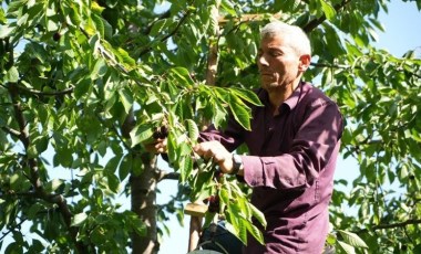 Keles'te son hasat yüzleri güldürdü! Kilosu 60 lira...