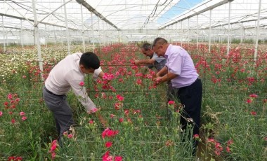 Isparta'da üretiliyor, Avrupa'yı renklendiriyor