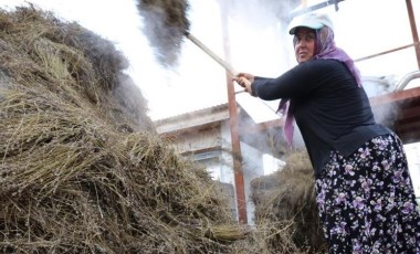 Adana'da geleneksel hasat: 5 yıl önce ekildi her sene verimi artıyor...