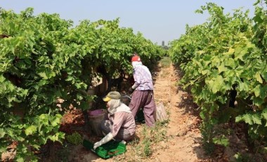 Osmanlı mutfağının sultanı hasat için gün sayıyor: 100 milyon dolar ihracat hedefleniyor