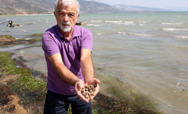 Eğirdir Gölü'nde tedirgin eden görüntü: Binlerce kabuklu su canlısı ölüsü kıyıya vurdu