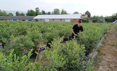 Üniversite öğrencisi tarafından ekildi:  3 yıl sonra ilk meyvesini verdi!  İlk hasat meyveleri 350 TL'den satılıyor...