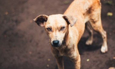 Köpekler stresin kokusunu alabiliyor! İşte yeni araştırma