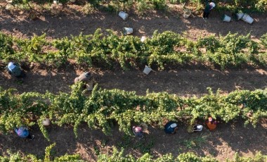 Manisa'da hasat erken başladı: 50 bin çiftçi tarafında üretiliyor...