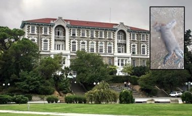 Boğaziçi Üniversitesi’nde korkunç olay: Kafası kesik yavru kedi bulundu