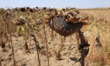 Tarımda sorun büyüyor: Kuraklık ayçiçeğini etkiledi